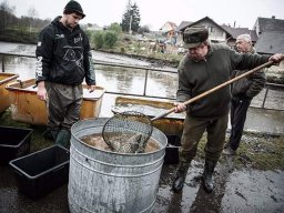 výlov rybníka